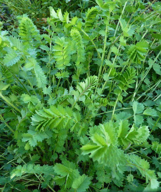 Sanguisorba minor